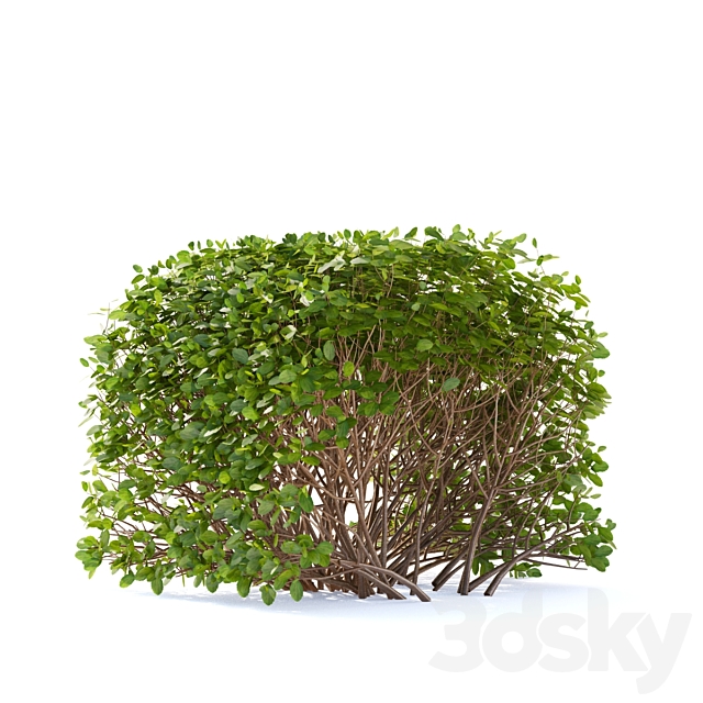 Spirea birch-leaved Hedge | Spiraea betulifolia # 2 3DS Max Model - thumbnail 4