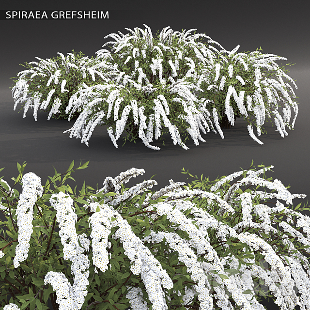 Spirea Grefsheim 3DSMax File - thumbnail 1