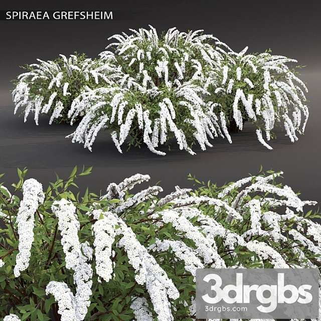 Spirea grefsheim - thumbnail 1