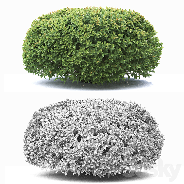 Spirea japonica 3DS Max - thumbnail 2