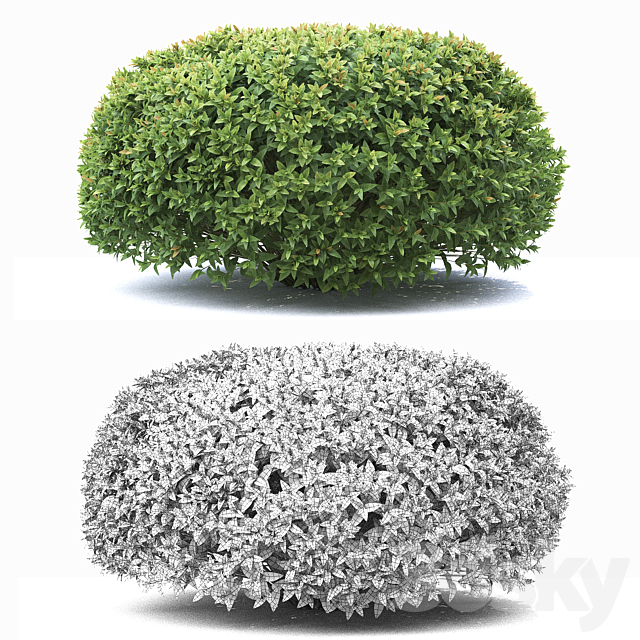 Spirea japonica 3DS Max Model - thumbnail 2