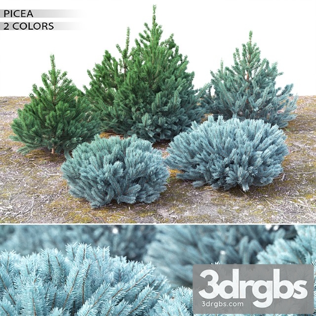 Spruce 23 3dsmax Download - thumbnail 1