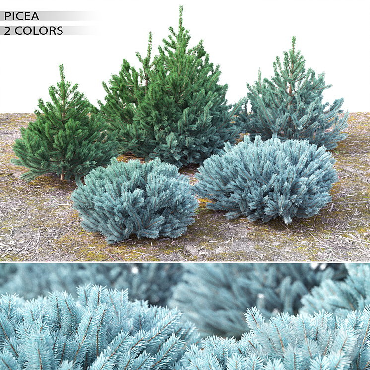 Spruce 3DS Max - thumbnail 1