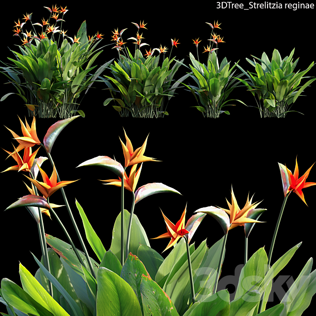 Strelitzia reginae 02 3ds Max - thumbnail 1