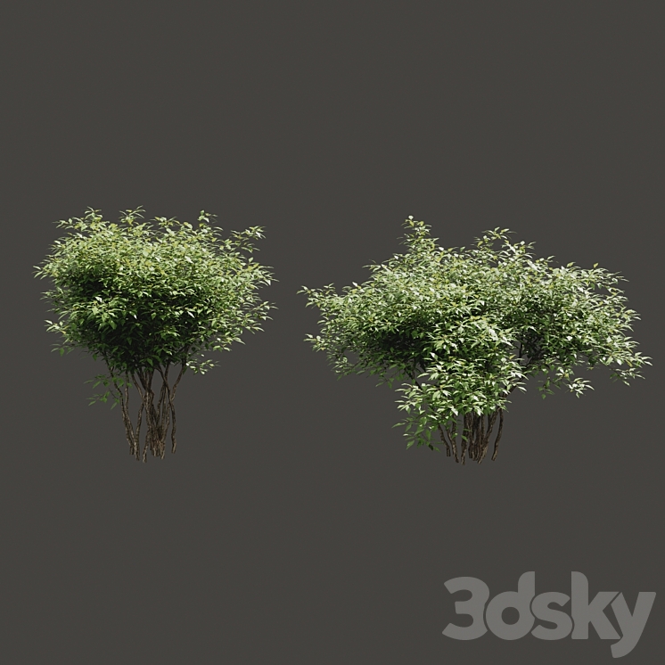 Summer bushes # 2 3DS Max - thumbnail 1