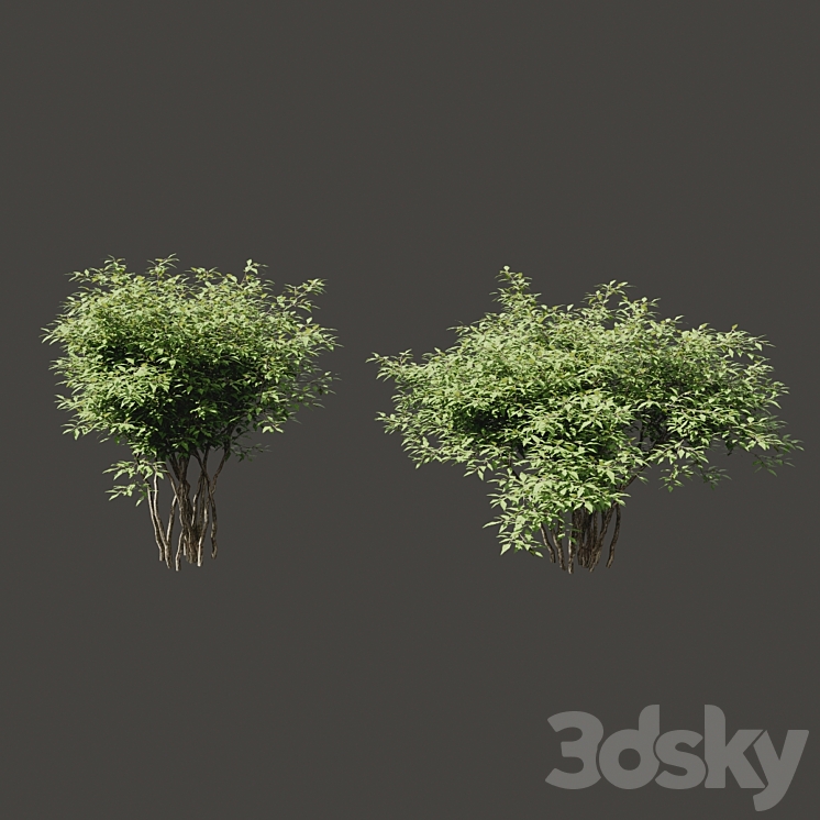 Summer bushes # 2 3DS Max - thumbnail 2