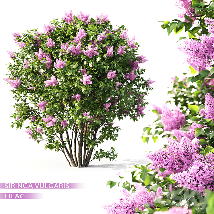 Syringa 3DS Max - thumbnail 1