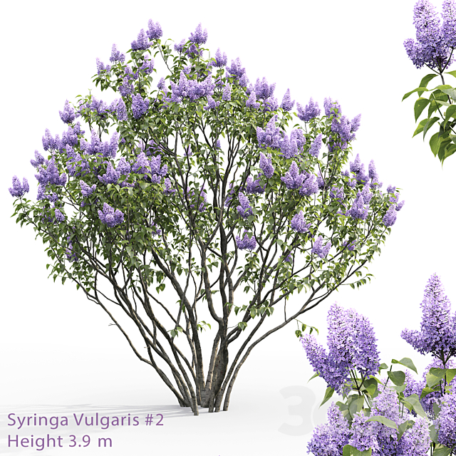 Syringa vulgaris # 2 3ds Max - thumbnail 1