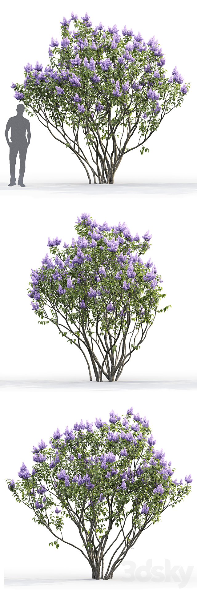 Syringa vulgaris # 2 3ds Max - thumbnail 2