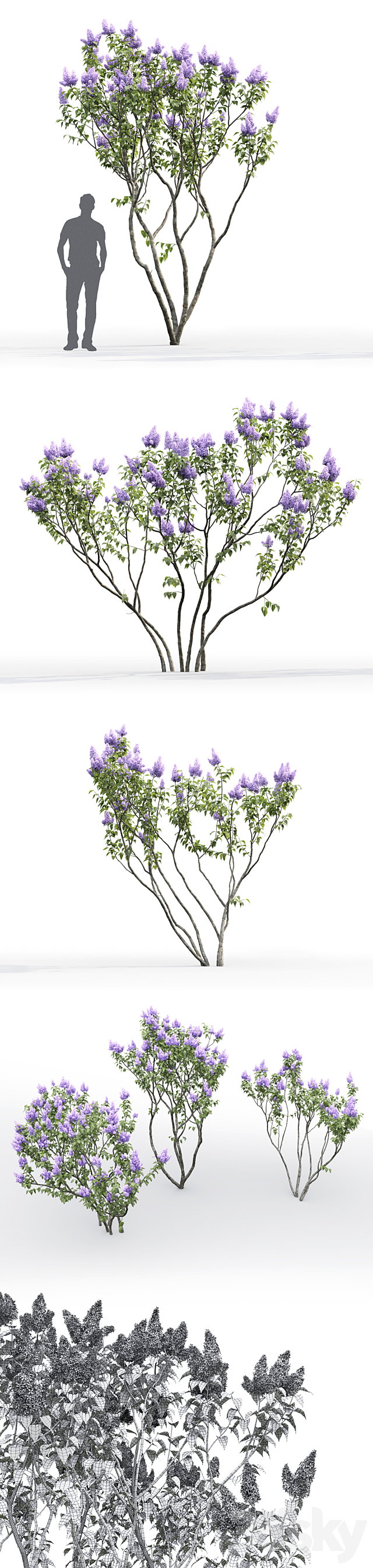 Syringa vulgaris # 2 3ds Max - thumbnail 3