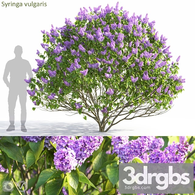 Syringa vulgaris - thumbnail 1