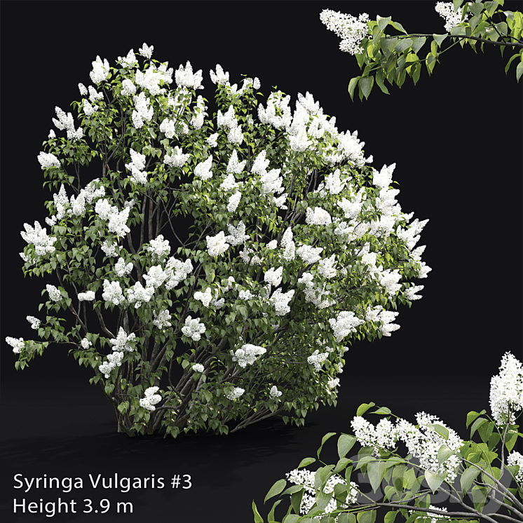 Syringa vulgaris # 3 3DS Max - thumbnail 1