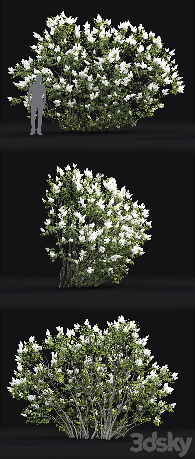 Syringa vulgaris # 3 3DS Max - thumbnail 2