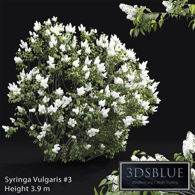 Syringa vulgaris # 3 3DS Max - thumbnail 3