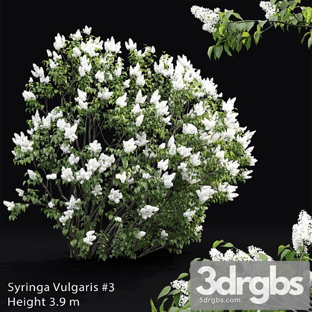 Syringa vulgaris _1 - thumbnail 1