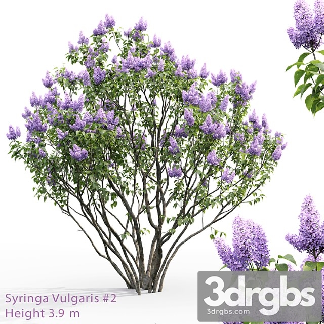 Syringa vulgaris - thumbnail 1