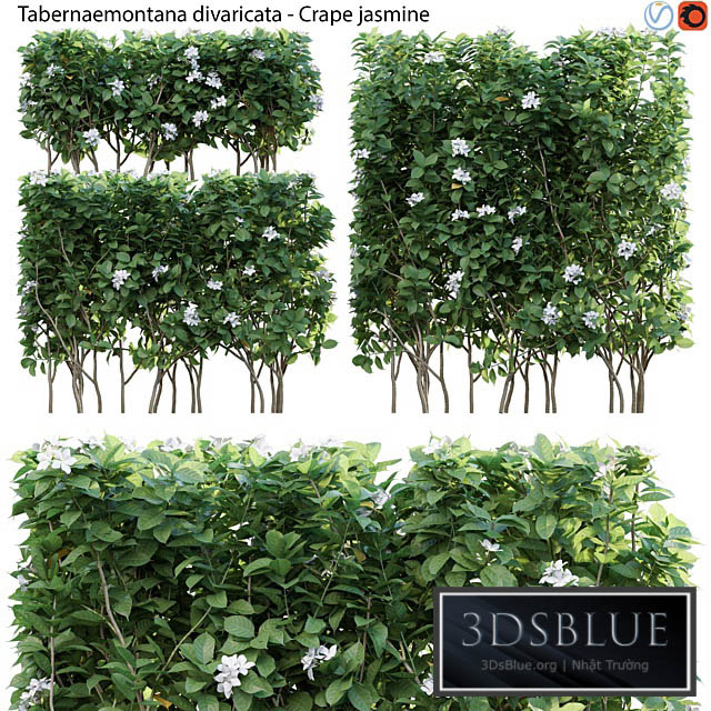Tabernaemontana divaricata – Crape jasmine – 03 3DS Max - thumbnail 3