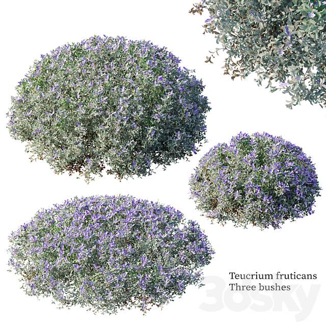 Teucrium fruticans 3ds Max - thumbnail 1