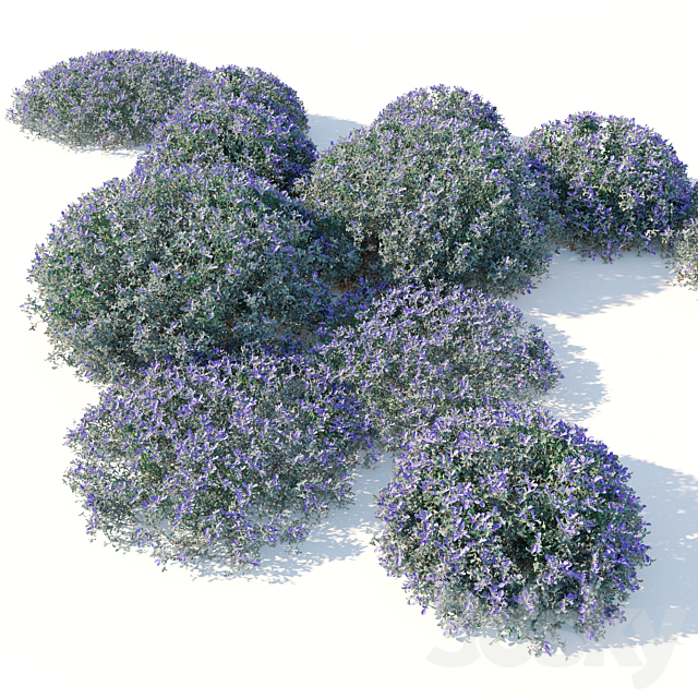 Teucrium fruticans 3ds Max - thumbnail 2