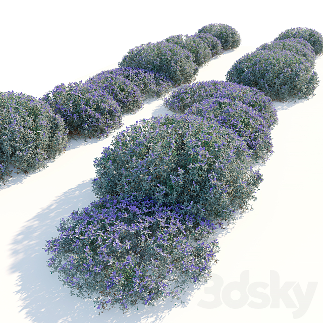 Teucrium fruticans 3ds Max - thumbnail 3