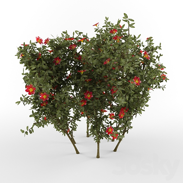 The bush with flowers 3DSMax File - thumbnail 1