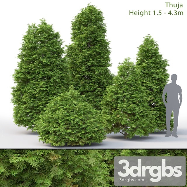 Thuja - thumbnail 1