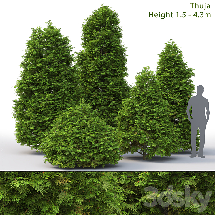 Thuja 3DS Max - thumbnail 1