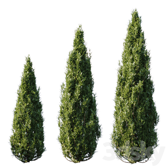 Thuja 3DSMax File - thumbnail 1