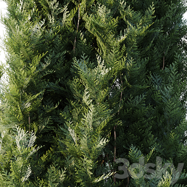 Thuja 3DSMax File - thumbnail 2