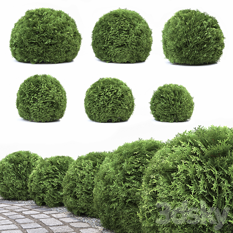 Thuja Danica 3DS Max - thumbnail 1