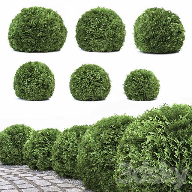 Thuja Danica 3DSMax File - thumbnail 1