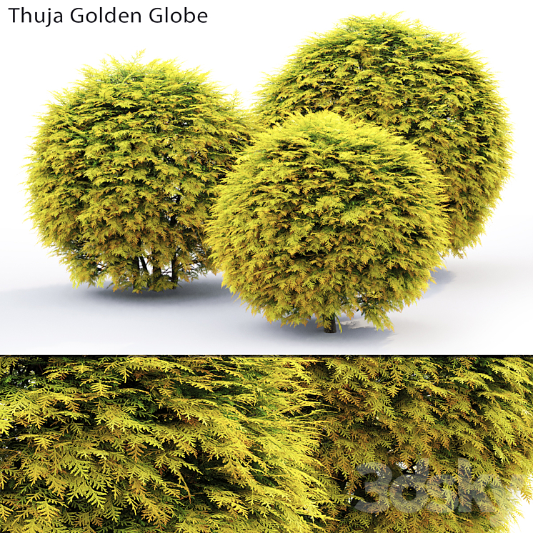 Thuja Golden Globe 3DS Max - thumbnail 1