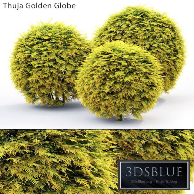 Thuja Golden Globe 3DS Max - thumbnail 3