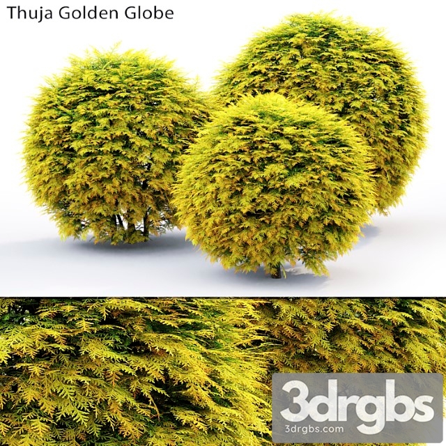 Thuja Golden Globe 3dsmax Download - thumbnail 1