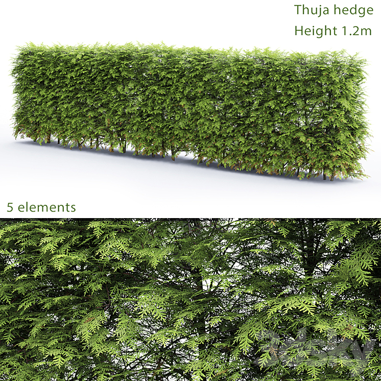 Thuja Hedge 3DS Max - thumbnail 1