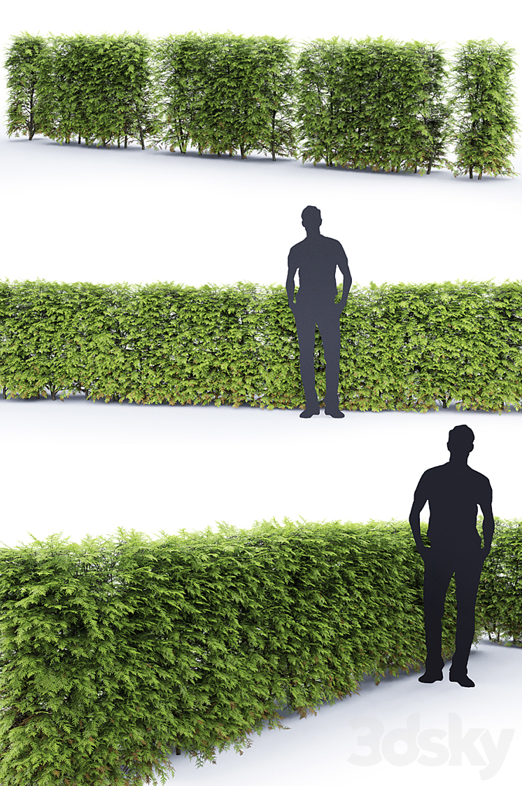 Thuja Hedge 3DS Max - thumbnail 2