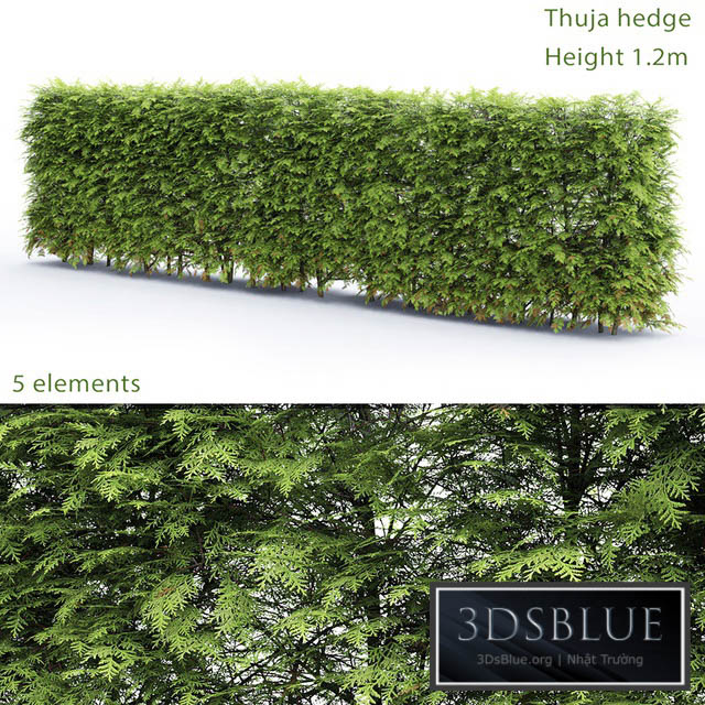 Thuja Hedge 3DS Max - thumbnail 3