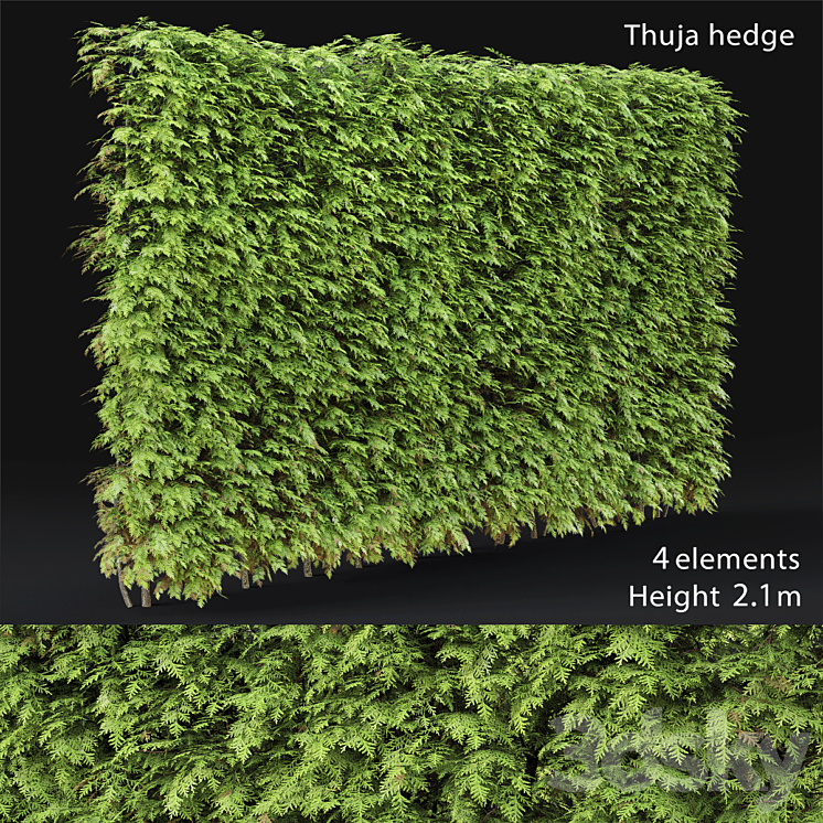 Thuja hedge 3DS Max - thumbnail 1