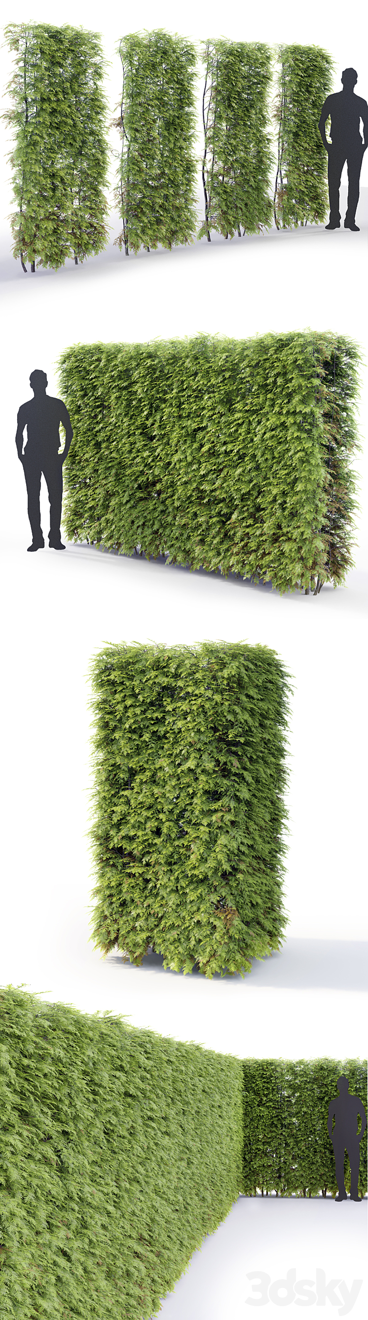 Thuja hedge 3DS Max - thumbnail 2