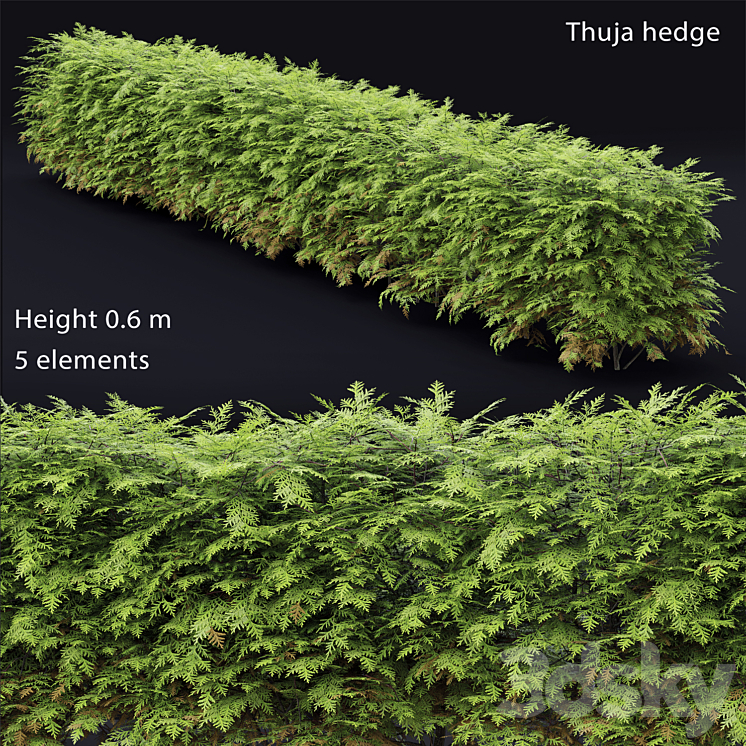 Thuja  hedge 3DS Max - thumbnail 1