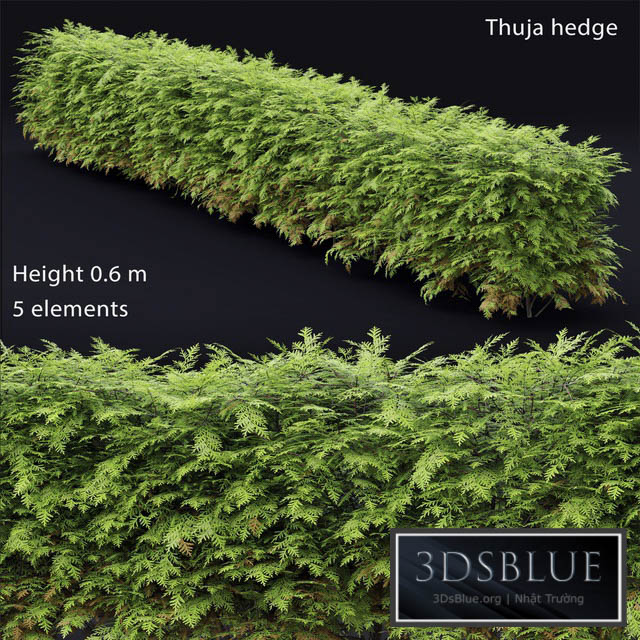 Thuja  hedge 3DS Max - thumbnail 3