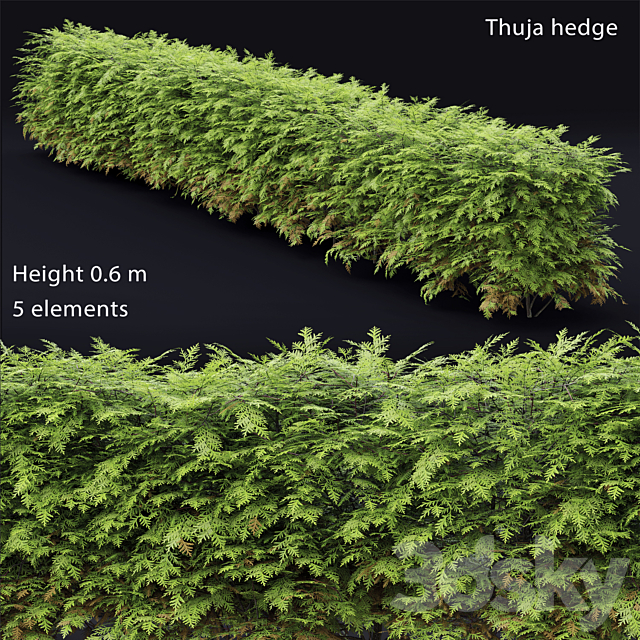 Thuja  hedge 3DSMax File - thumbnail 1