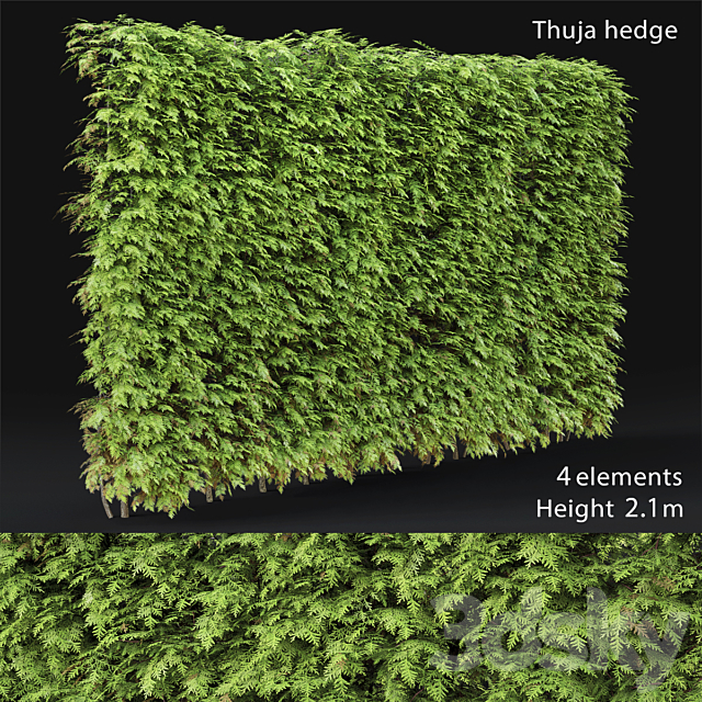 Thuja hedge 3DSMax File - thumbnail 1