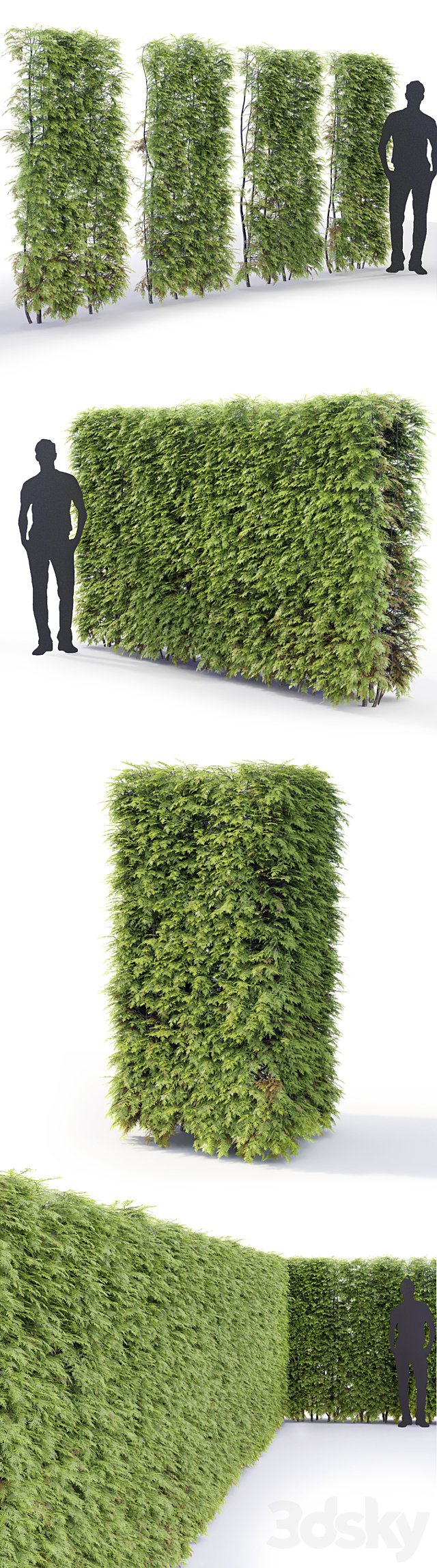 Thuja hedge 3DSMax File - thumbnail 2