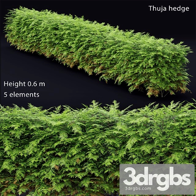 Thuja hedge - thumbnail 1