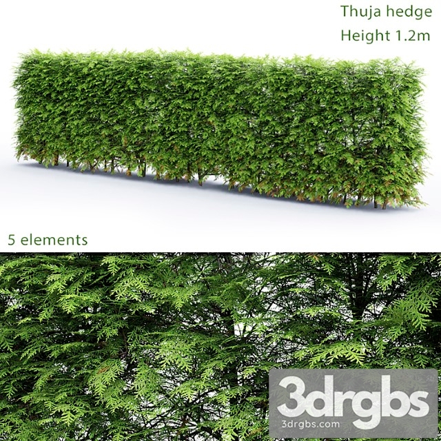 Thuja hedge_1 - thumbnail 1