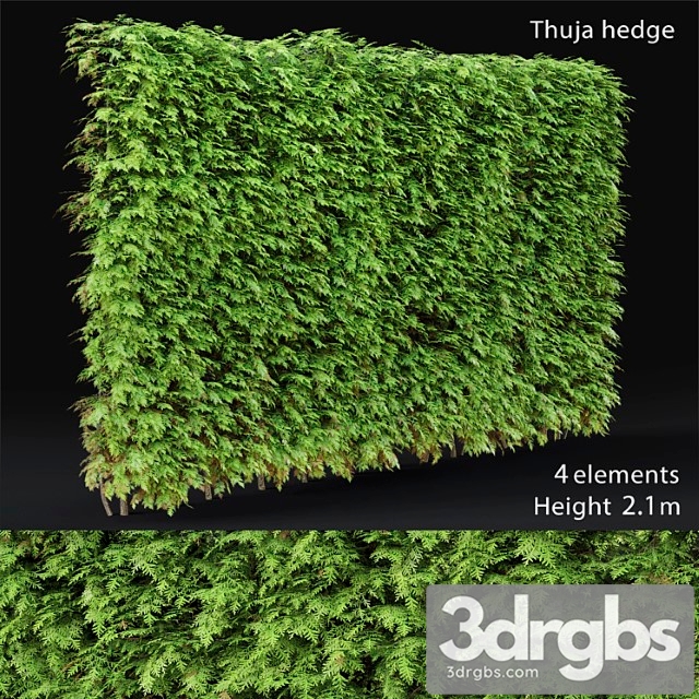 Thuja hedge_2 - thumbnail 1