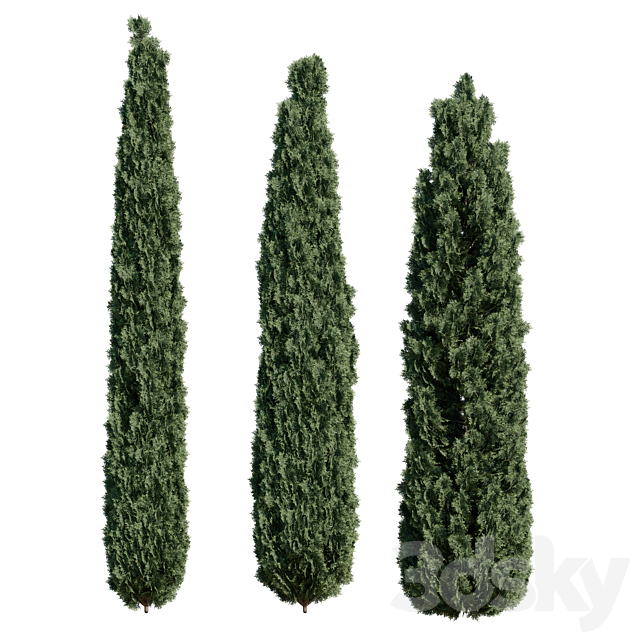 Thuja pack 1 Corona _ Vray 3DSMax File - thumbnail 1