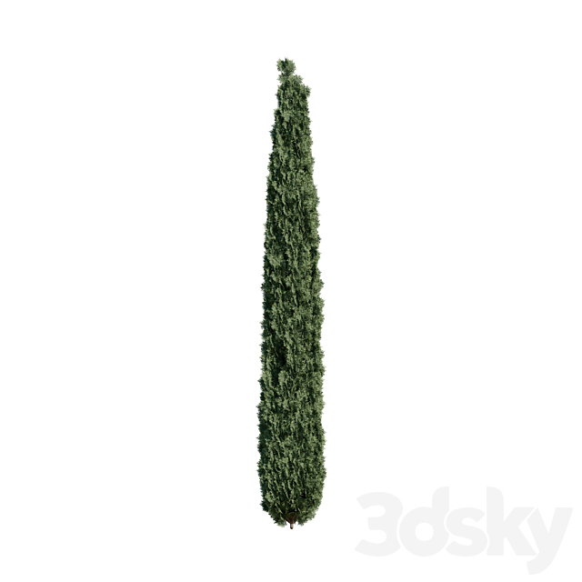 Thuja pack 1 Corona _ Vray 3DSMax File - thumbnail 2