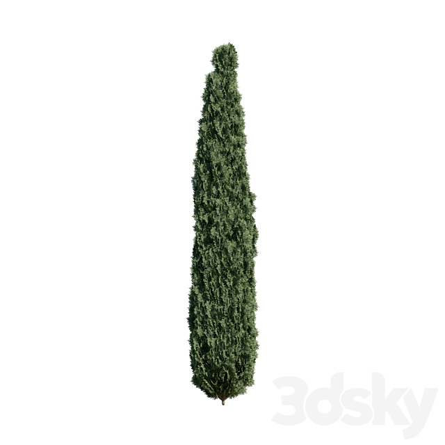 Thuja pack 1 Corona _ Vray 3DSMax File - thumbnail 3